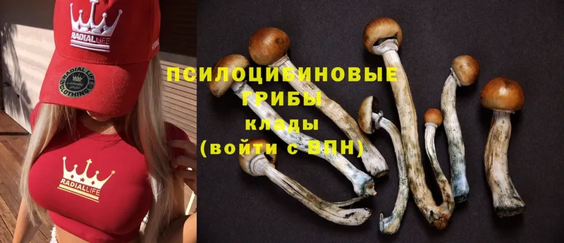 хочу   Бабушкин  Галлюциногенные грибы MAGIC MUSHROOMS 